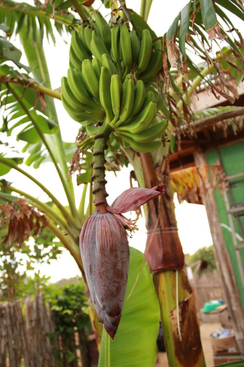Raizes Eco Hostel 巴拉格兰德 外观 照片
